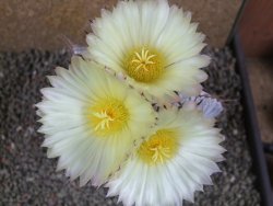 Astrophytum ornatum X Onzuko 14 x 11 cm - 12391391