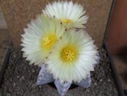 Astrophytum ornatum X Onzuko 14 x 11 cm - 12391392