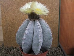 Astrophytum ornatum X Onzuko 14 x 11 cm - 12391393