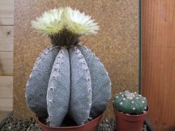 Astrophytum ornatum X Onzuko 14 x 11 cm - 12391394