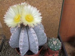 Astrophytum ornatum X Onzuko 14 x 11 cm - 12391395