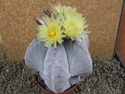 Astrophytum myriostigma V 11