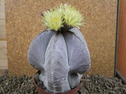 Astrophytum myriostigma V 11 - 12391397