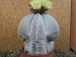 Astrophytum myriostigma V 11 - 12391398