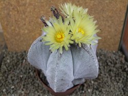 Astrophytum myriostigma V 11 - 12391399