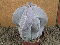 Astrophytum myriostigma V 11 - 12391402