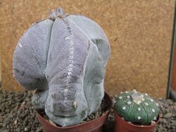 Astrophytum myriostigma V 11 - 12391403