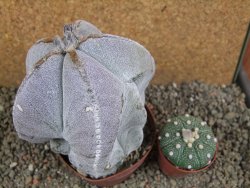 Astrophytum myriostigma V 11 - 12391404