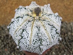 Astrophytum Hanazano Kabuto hybrid, pot 6,5 cm - 12391502
