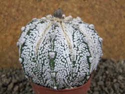 Astrophytum Hanazano Kabuto hybrid, pot 6,5 cm - 12391508