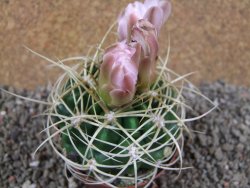 Gymnocalycium monvillei JS 169 pot 8 cm - 12391554