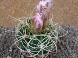 Gymnocalycium monvillei JS 169 pot 8 cm - 12391554