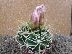 Gymnocalycium monvillei JS 169 pot 8 cm - 12391555