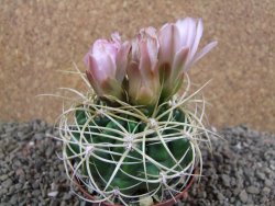 Gymnocalycium monvillei JS 169 pot 8 cm - 12391556