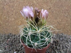 Gymnocalycium monvillei JS 169 pot 8 cm