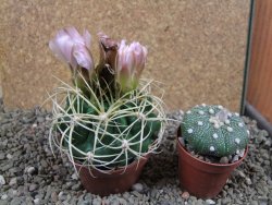 Gymnocalycium monvillei JS 169 pot 8 cm - 12391558