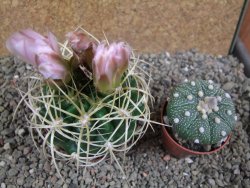 Gymnocalycium monvillei JS 169 pot 8 cm - 12391559