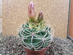 Gymnocalycium monvillei JS 169 pot 9 cm - 12391561