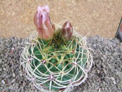 Gymnocalycium monvillei JS 169 pot 9 cm - 12391562