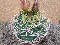 Gymnocalycium monvillei JS 169 pot 9 cm - 12391563