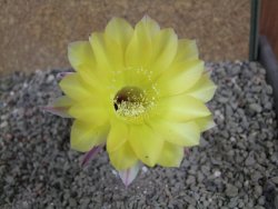 Echinopsis hybrid pot 5,5 cm - 12391583