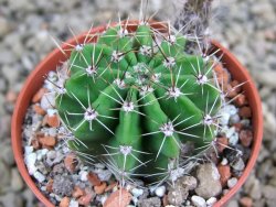 Echinopsis hybrid pot 5,5 cm - 12391585