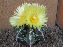 Astrophytum Dinosaur (Fukurio Hannya) pot 9 cm