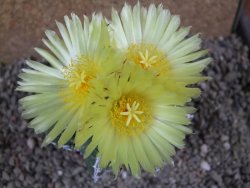 Astrophytum Dinosaur (Fukurio Hannya) pot 9 cm - 12391614