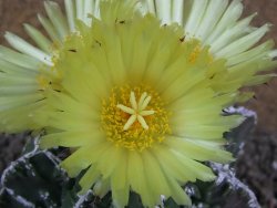Astrophytum Dinosaur (Fukurio Hannya) pot 9 cm - 12391615