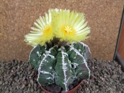 Astrophytum Dinosaur (Fukurio Hannya) pot 9 cm - 12391616