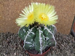Astrophytum Dinosaur (Fukurio Hannya) pot 9 cm - 12391617
