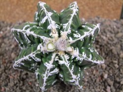 Astrophytum Dinosaur (Fukurio Hannya) pot 9 cm - 12391618