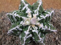 Astrophytum Dinosaur (Fukurio Hannya) pot 9 cm - 12391619