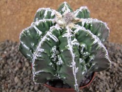 Astrophytum Dinosaur (Fukurio Hannya) pot 9 cm - 12391620