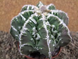 Astrophytum Dinosaur (Fukurio Hannya) pot 9 cm - 12391621