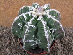 Astrophytum Dinosaur (Fukurio Hannya) pot 9 cm - 12391622
