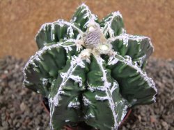 Astrophytum Dinosaur (Fukurio Hannya) pot 9 cm - 12391623