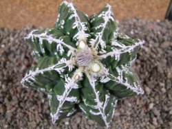 Astrophytum Dinosaur (Fukurio Hannya) pot 9 cm - 12391624