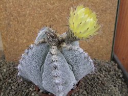 Astrophytum ornatum X Onzuko, pot 10 cm