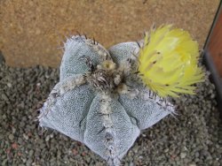 Astrophytum ornatum X Onzuko, pot 10 cm - 12391627