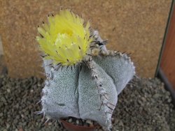 Astrophytum ornatum X Onzuko, pot 10 cm - 12391628