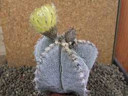 Astrophytum ornatum X Onzuko, pot 10 cm - 12391629