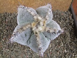 Astrophytum ornatum X Onzuko, pot 10 cm - 12391630