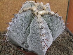 Astrophytum ornatum X Onzuko, pot 10 cm - 12391632