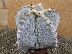 Astrophytum ornatum X Onzuko, pot 10 cm - 12391633