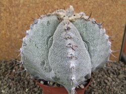 Astrophytum ornatum X Onzuko, pot 10 cm - 12391634