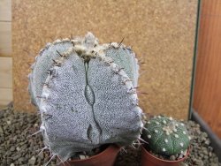 Astrophytum ornatum X Onzuko, pot 10 cm - 12391635