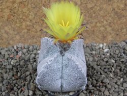 Astrophytum coahuilense quadricostatum, pot 5,5 cm