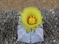 Astrophytum coahuilense quadricostatum, pot 5,5 cm - 12391702