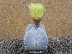 Astrophytum coahuilense quadricostatum, pot 5,5 cm - 12391703